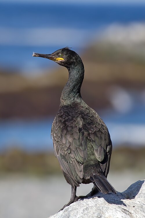 European shag